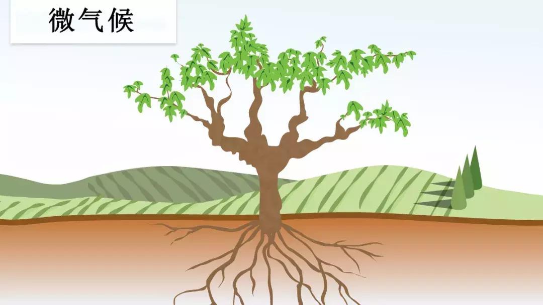 2021年全球十大最贵葡萄酒长啥样,目前最贵的葡萄酒是什么