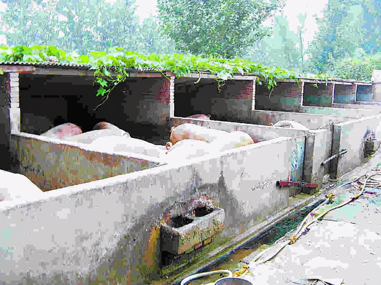 养猪怎么建猪舍,养猪栏舍的建造