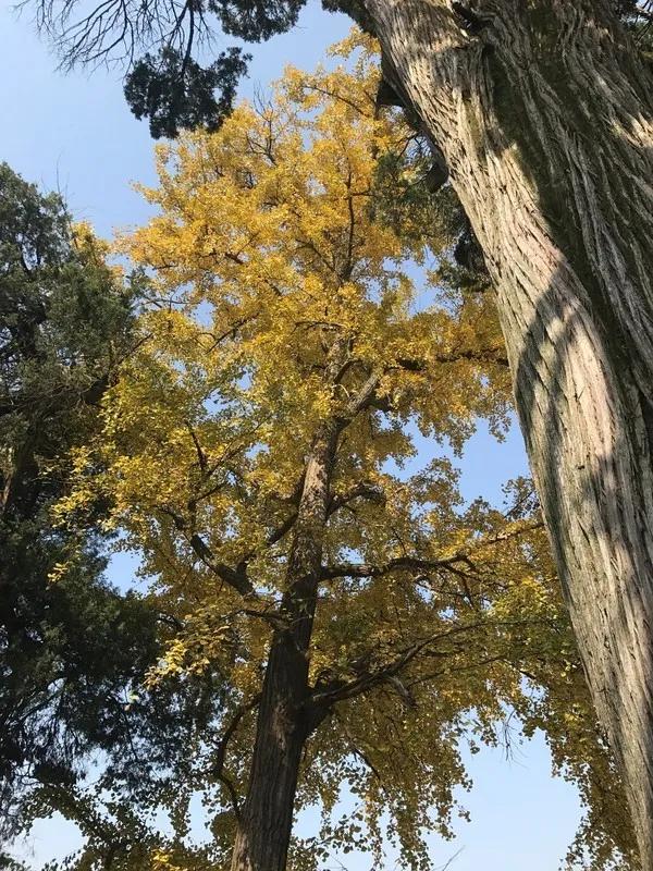 金寨为爱殉情,金寨牺牲了多少人