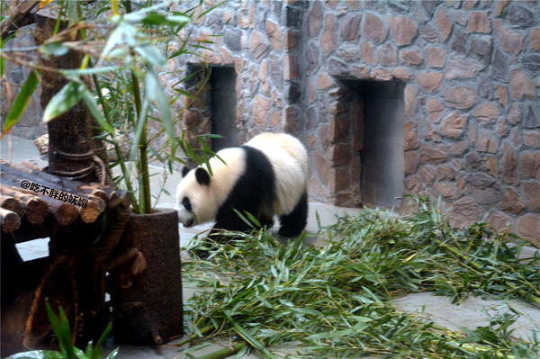 吃货夫妻结婚2周年，去成都逛吃逛吃，3天花了5600元~