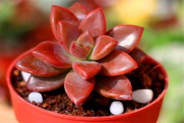 养多肉姬胧月怎么让它快速长大,姬胧月多肉怎么养护