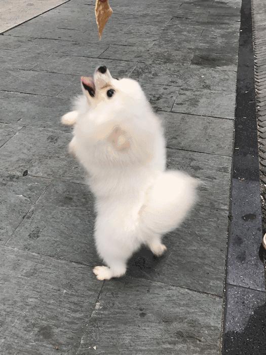 小型犬都容易得皮肤病吗,小型犬都有基因缺陷