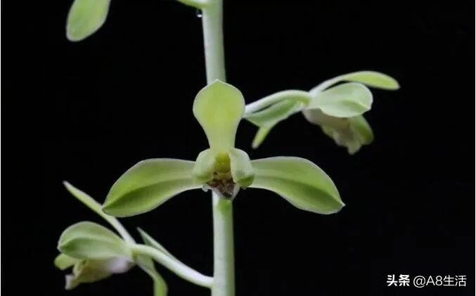 每日一兰花故事～中国兰花.惠兰名品.大一品