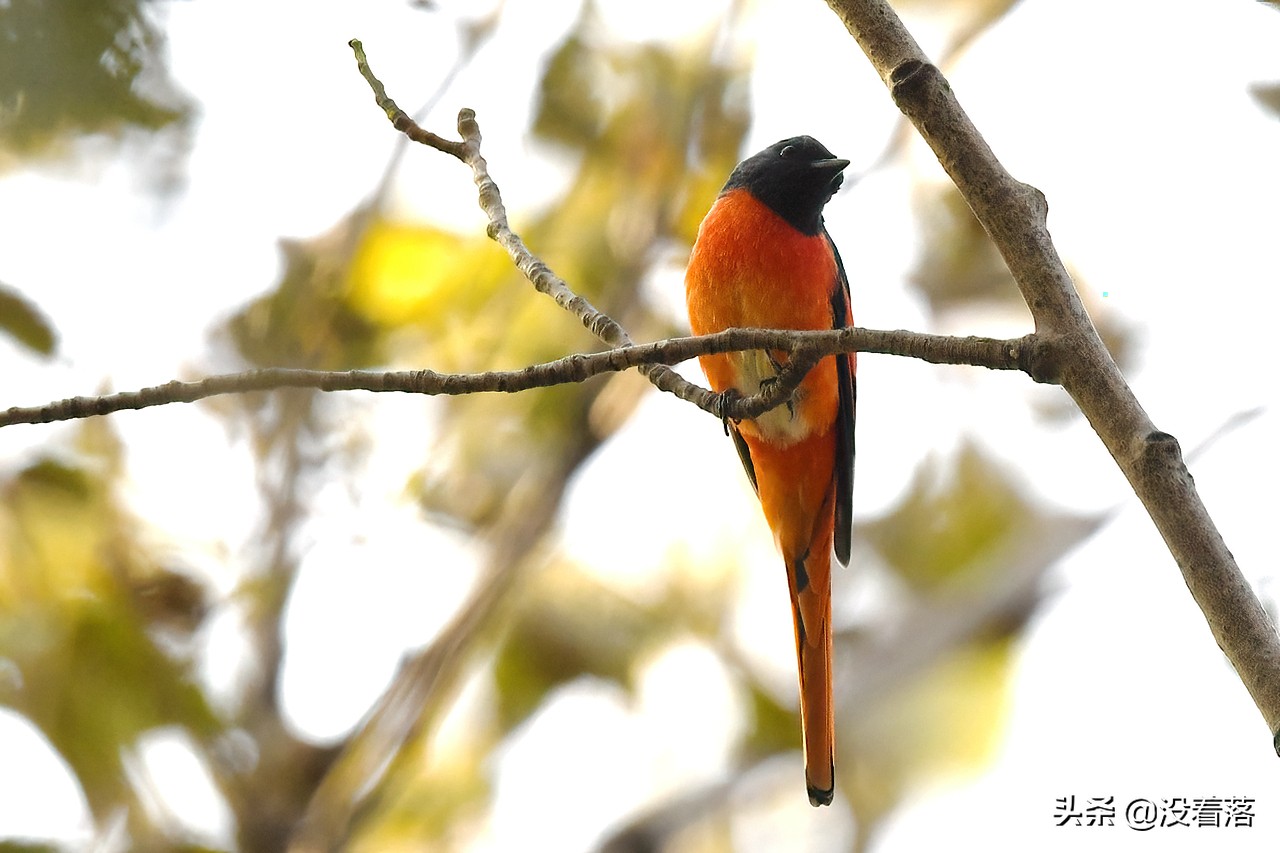 「10.13」北京沙河观鸟日记：收获长尾山椒鸟与中华攀雀