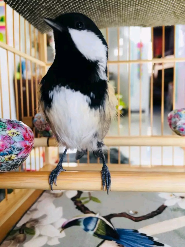 山雀怎么育雏视频,山雀的育雏方法