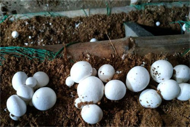 双孢菇高产高效栽培技术,双孢菇的高效栽培技术