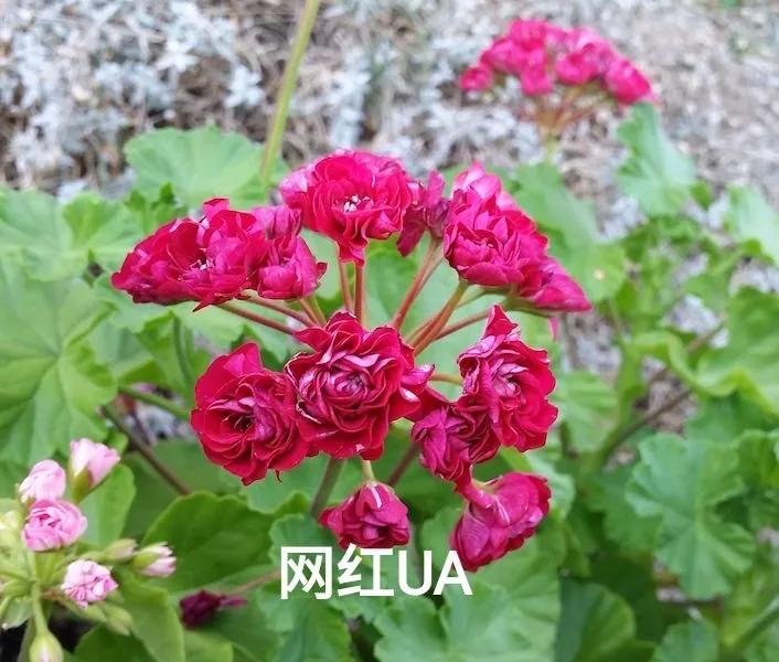 垂吊天竺葵哪些品种容易爆花,天竺葵羊宝和糖果双色哪个更爆花