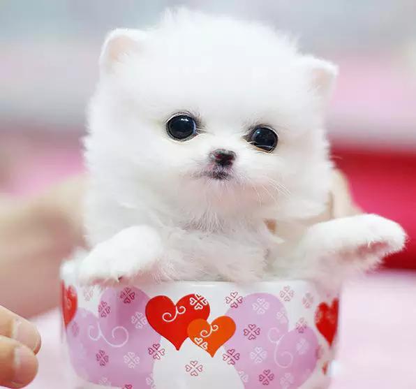 45种狗狗很难得一见你认识几种,45种最难得一见的狗