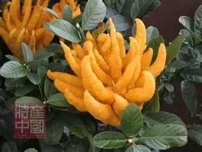 世界稀奇水果品种大全,世界热带奇特水果品种介绍