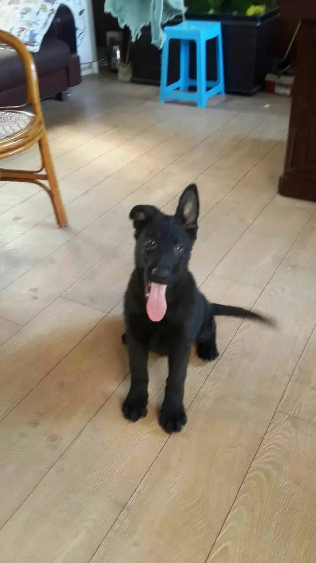 狗被送到狗肉馆后续,被卖到狗肉馆的狗被救