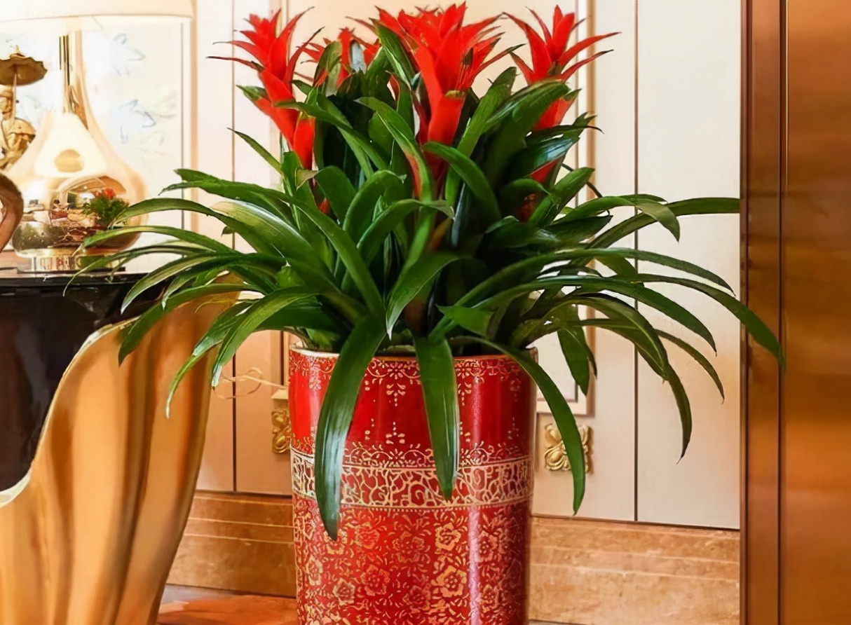 适合养在室内的红色花植物,大红色花盆栽什么植物好看