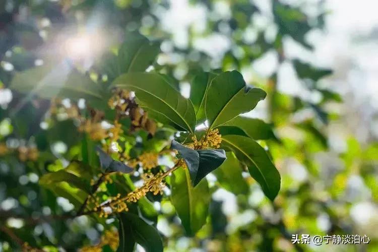 桂花是秋天的灵魂,桂花香是秋天的微醺感