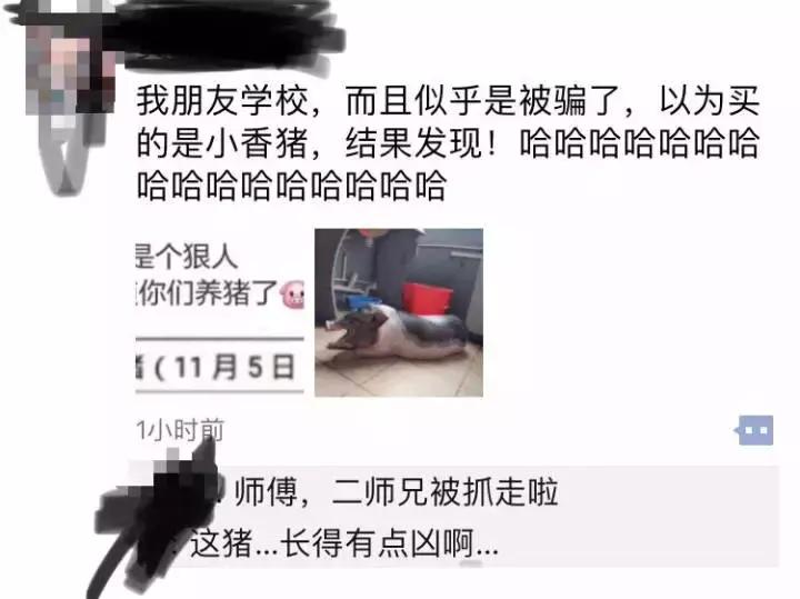 大学宿舍养狗什么处分最严重,大学生在宿舍养猪被通报批评