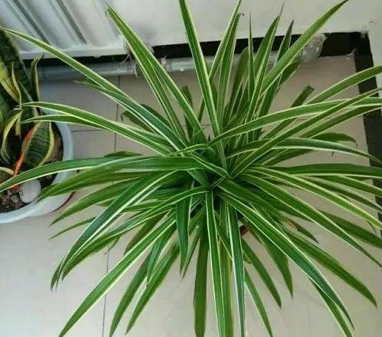 怎么把金边吊兰养得又矮又壮,金边吊兰爆盆了怎么养护