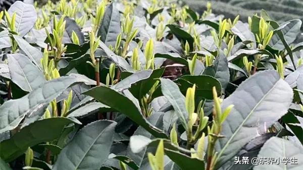 这才是正宗的龙井茶,一杯香明前龙井茶