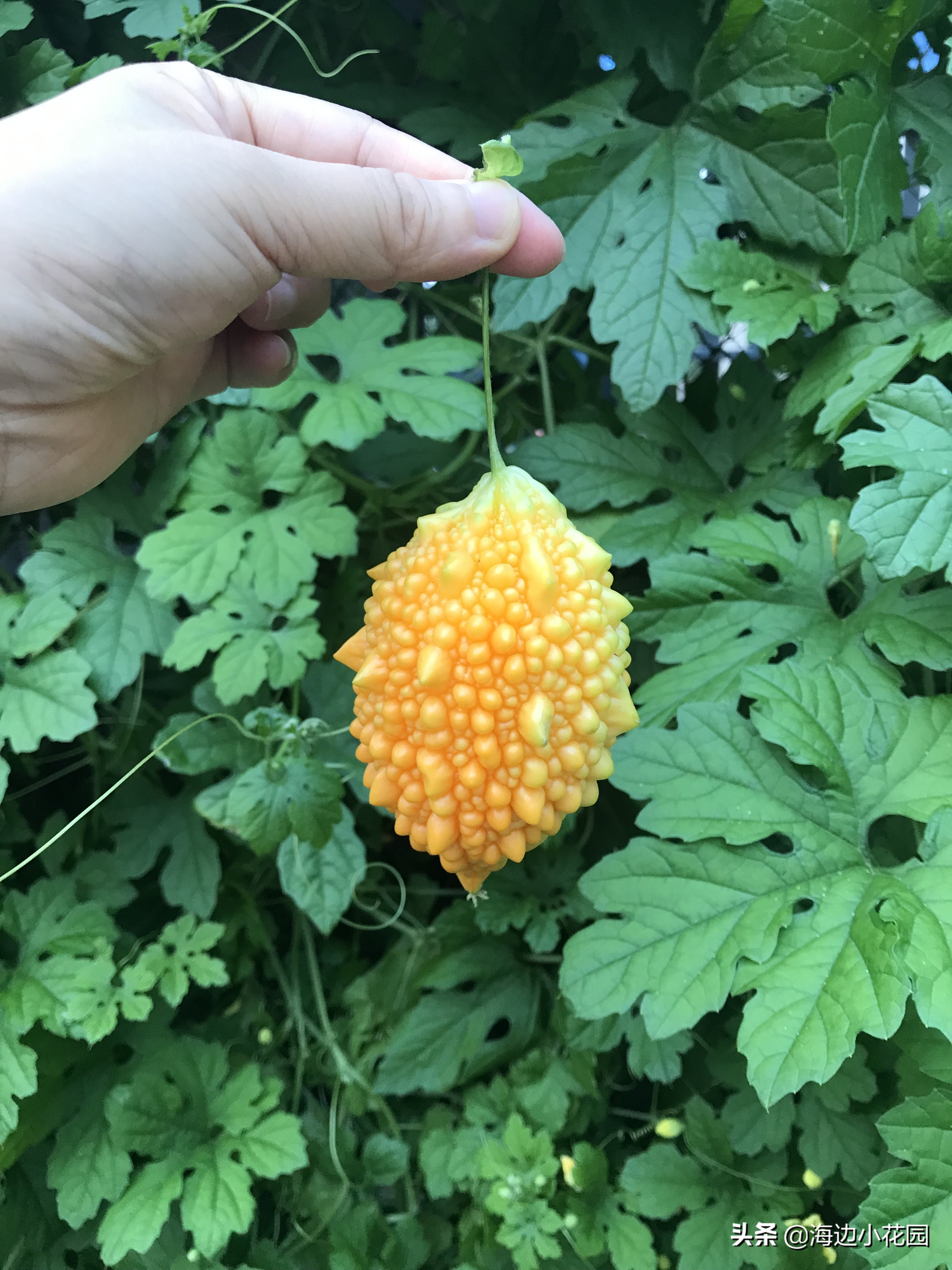 夏天的味道—金铃子（赖葡萄），充满幸福的幸运黄色苦瓜