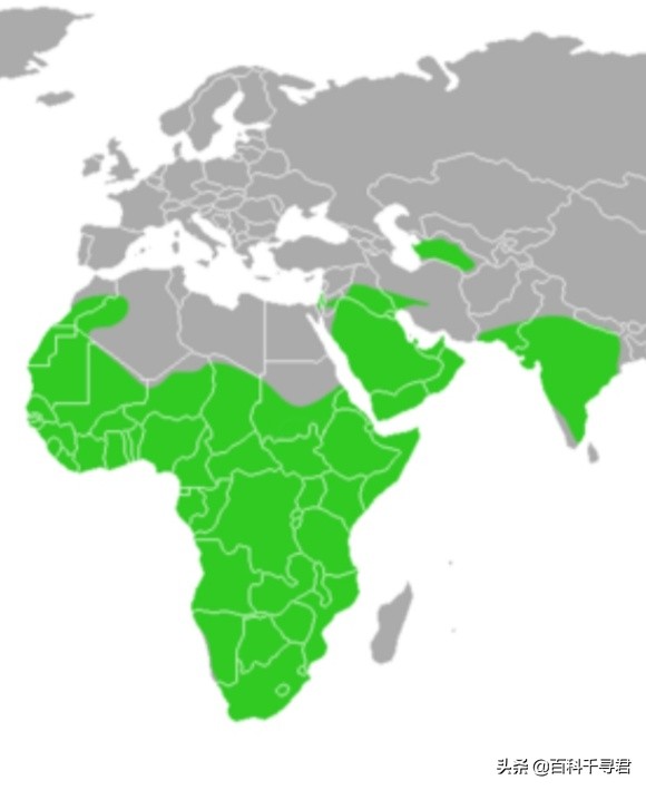 蜜獾不怕毒蛇吗,蜜獾无所畏惧