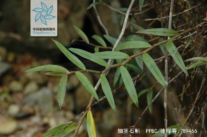 中药材铜丝草,中药材绶草