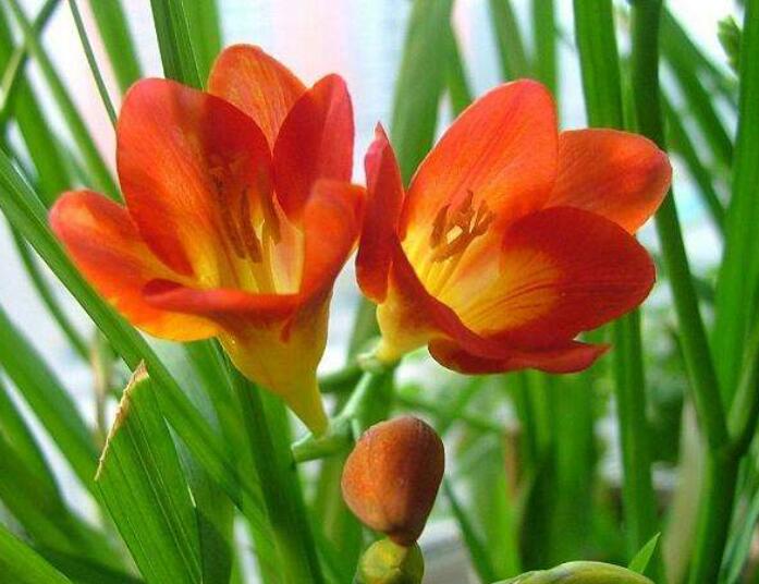 多年生好养的花球推荐,好看又好养的绣球花