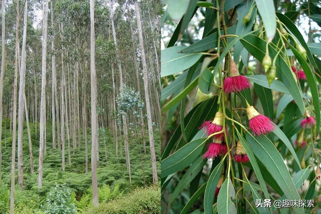 澳大利亚桉树怕火烧吗,火灾后的澳大利亚