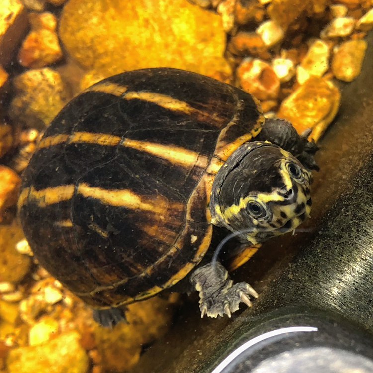 乌龟腐皮腐甲多久上一次药,乌龟腐皮腐甲一定能自愈吗