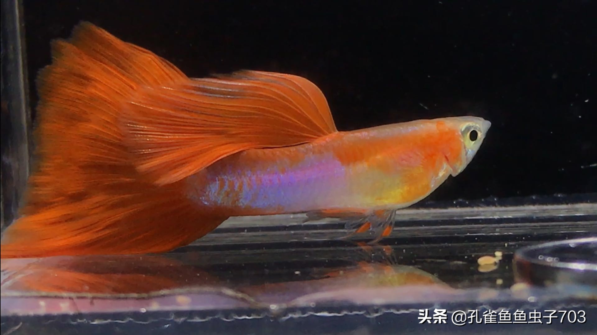 孔雀鱼喂食器制作方法,孔雀鱼怀孕怎么喂食