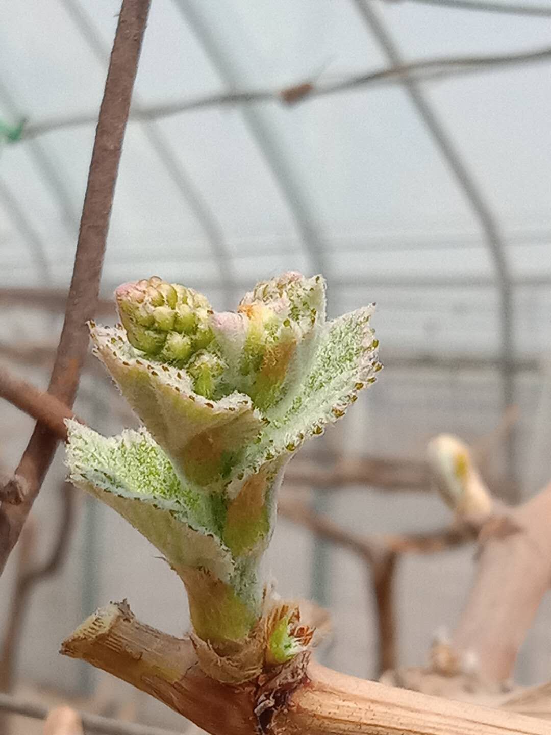 葡萄园哪种喷雾比较好,葡萄园喷雾方法