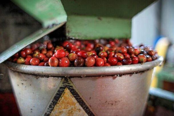 咖啡豆怎样鉴别?海马社团咖啡教你品鉴咖啡豆