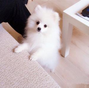 如何挑选小狗狗三个技巧,如何挑选幼犬