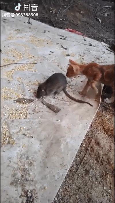 鏅氫笂鐫¤绐佺劧琚汉鎶撲激,瑗垮畨25宀佸コ瀛╄鐚姄浼ゅ悗姝讳骸