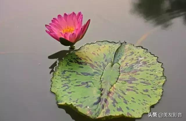 江南可采莲莲叶何田田全诗讲解,有关莲的古诗词大全