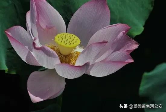御窑厂出土永乐宣德青花瓷器,明代青花婴戏纹