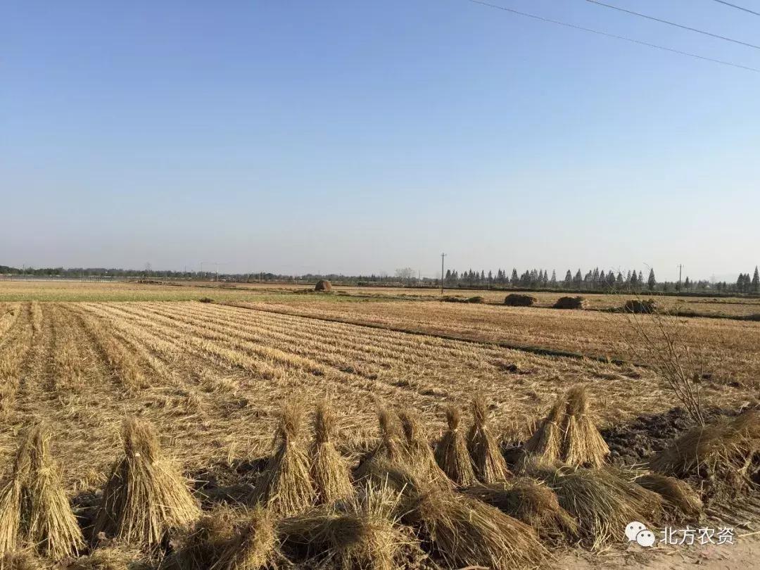 500亩秸秆利润,秸秆发电赚钱