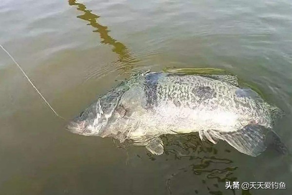 鳜鱼的钓法江西,民间钓鳜鱼的几种方法