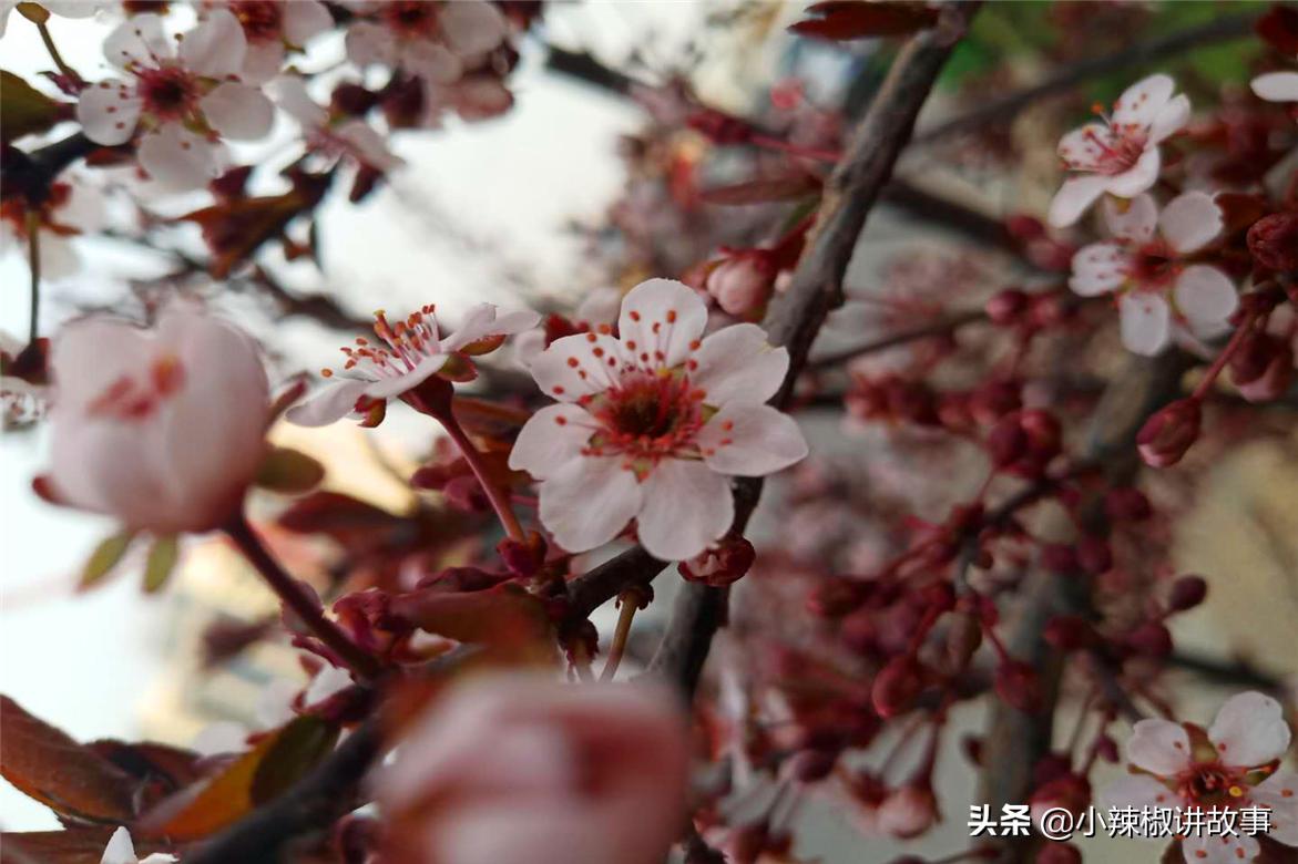 故事：朱迪消失不见，史莱姆主动帮忙，赫本很感动