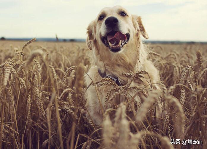 赛级双血统金毛成年一般多重,金毛狗狗能长多大