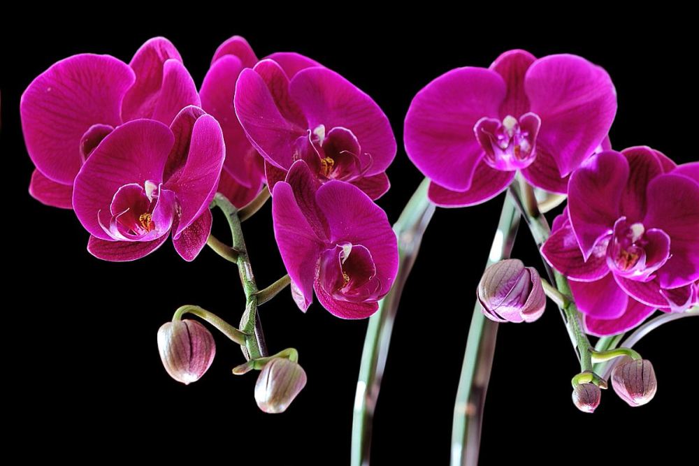 蝴蝶兰花叶子黄什么原因,蝴蝶花苞蔫了是什么原因