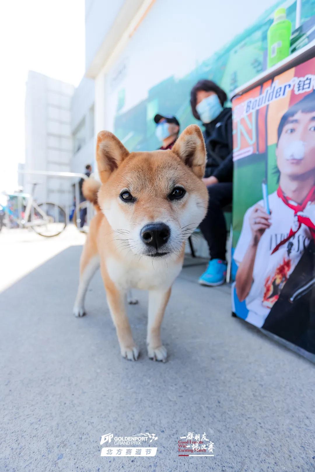 打造一台gt4赛车,打造gt3赛车