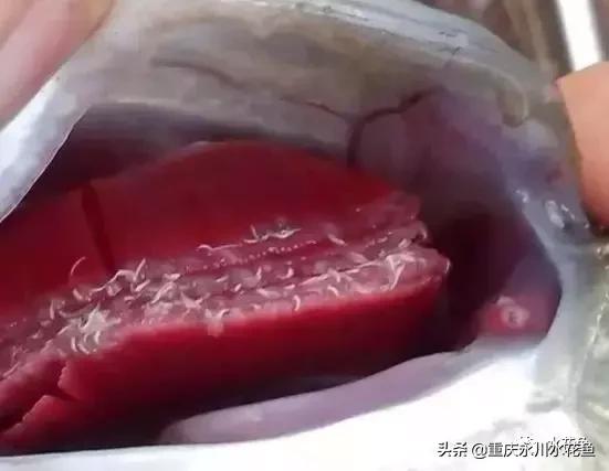 鲢鳙出血病防治方法,花白鲢败血症用什么药