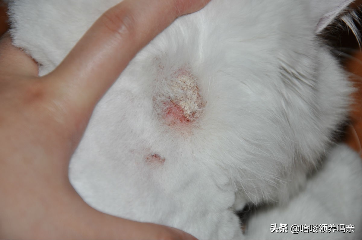被猫咪传染猫癣是怎么医治,猫咪得猫癣了怎么避免被传染