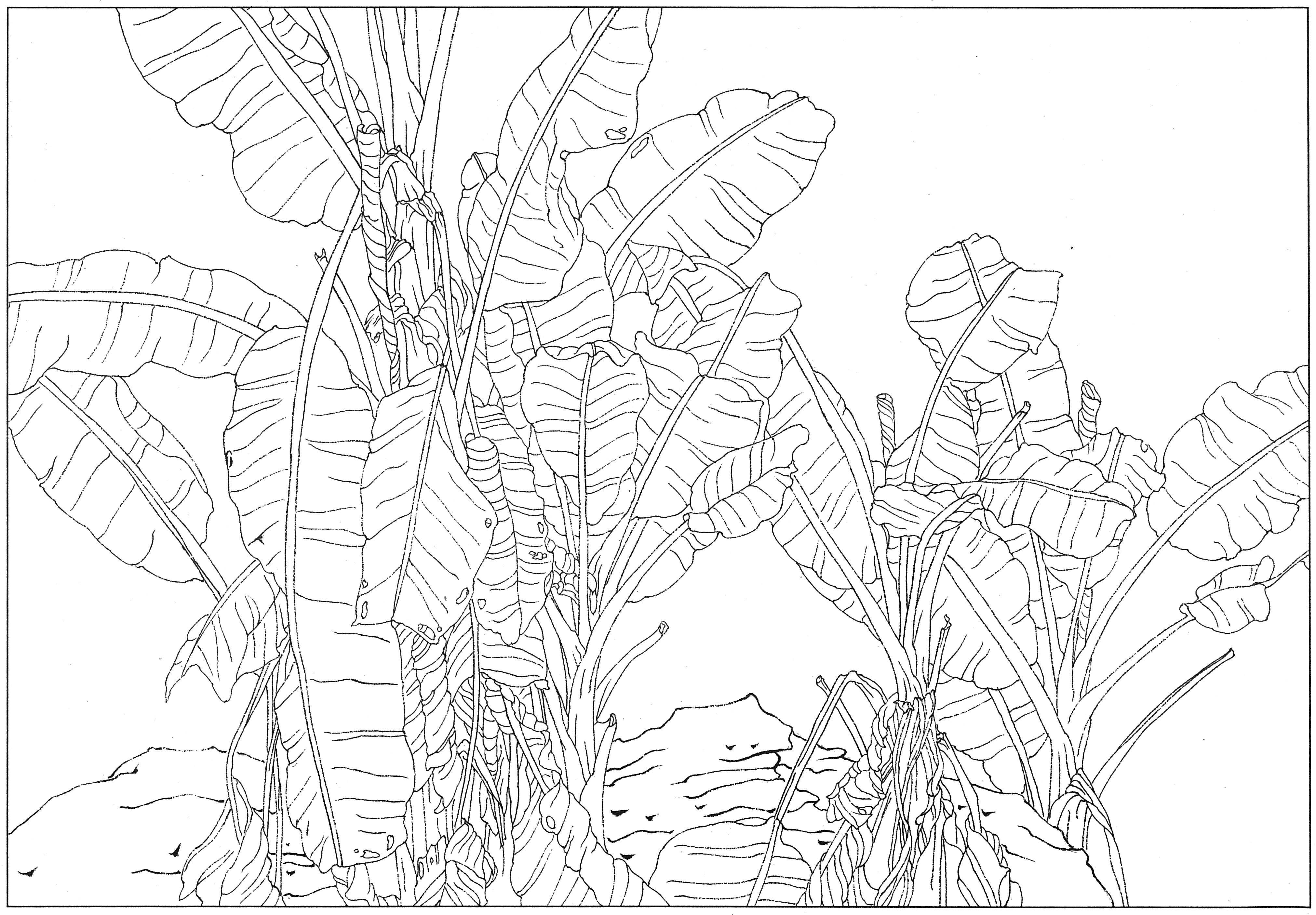 徐渭国画芭蕉作品,临摹徐渭墨梅芭蕉图