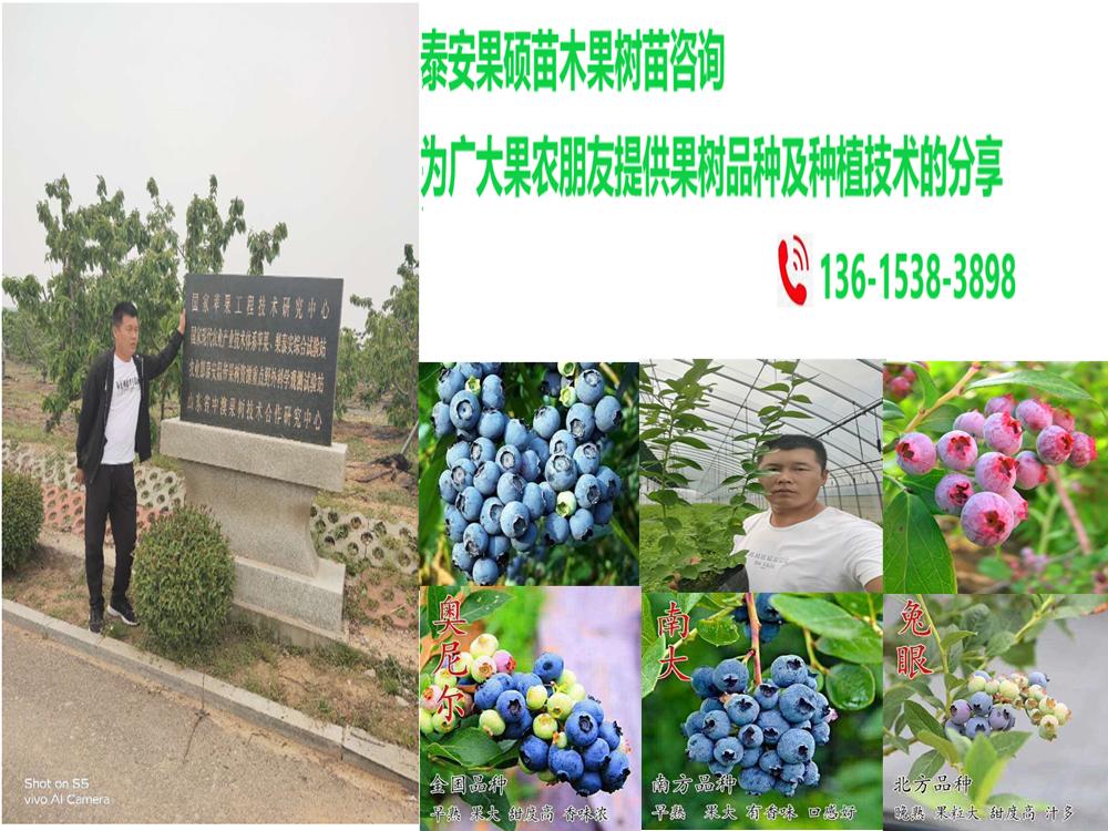 蓝丰蓝莓树,蓝丰蓝莓树苗图