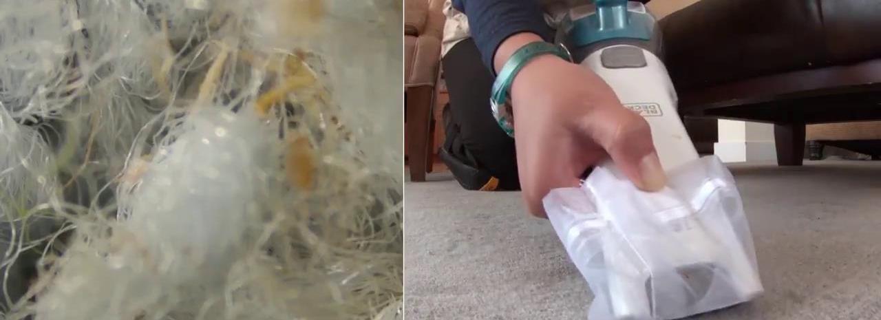 家庭除螨虫最好的神器,家里除螨虫最好的神器