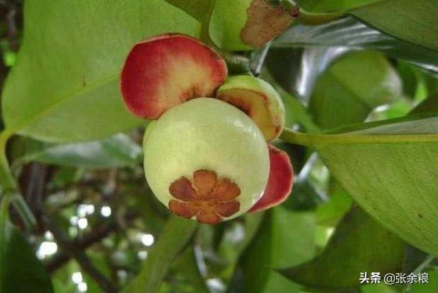 山竹啥时候结果啥时候采摘,山竹好果率