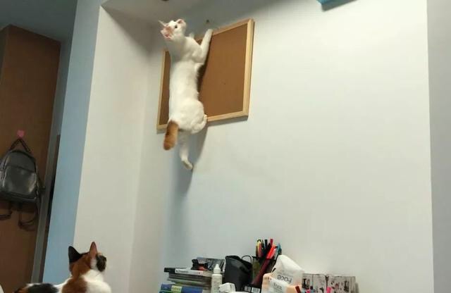 为什么猫咪一直对什么都不感兴趣,猫咪不开心的时候会有什么表现