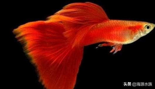 什么鱼适合新手来养呢？我来为你一一道来