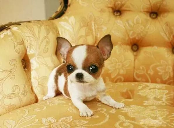 45种名犬大全,72种名犬图片附介绍