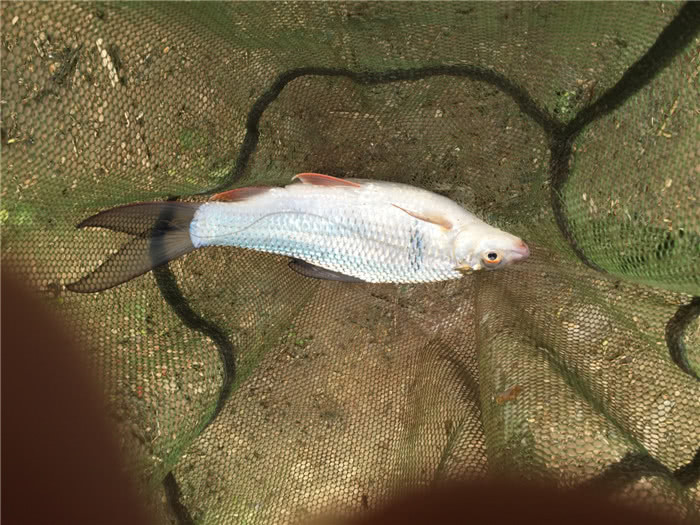 钓三斤以上红眼鲮鱼方法与技巧,鲮鱼警惕性高怎么钓