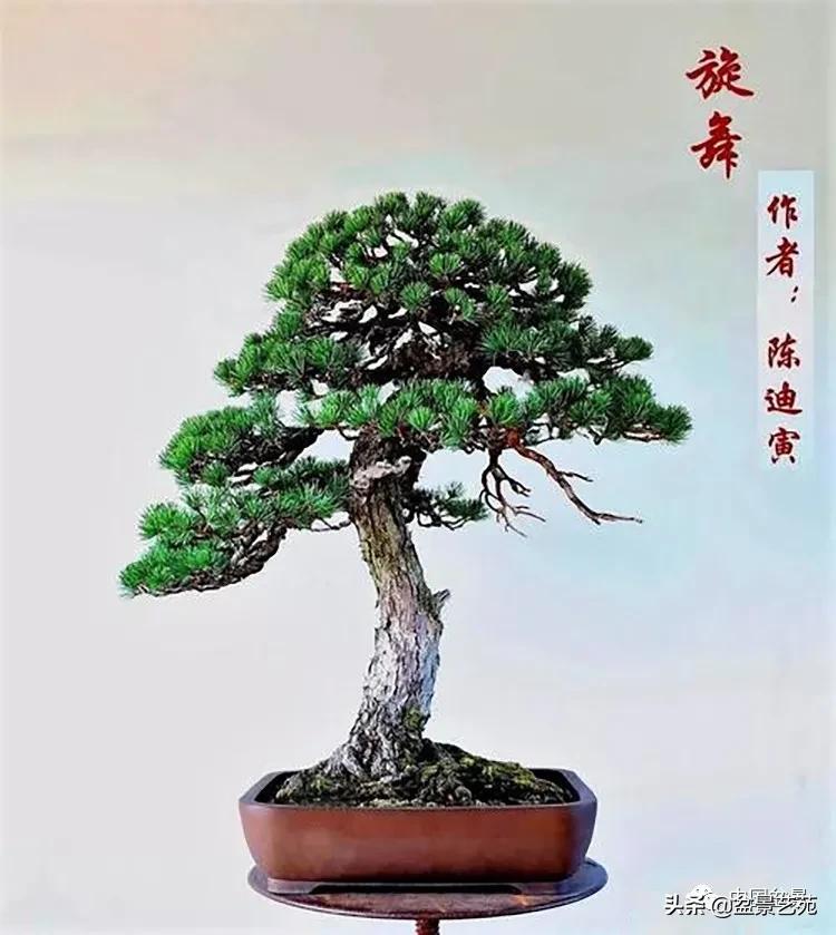 陈迪寅赤松盆景制作视频,陈迪寅作品