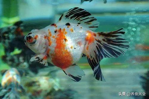 治疗鱼病最好的方法,鱼病的治疗心得